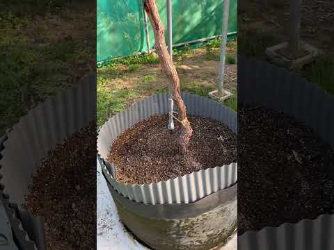 より高い樹立率を得るには、いつ、どのようにブドウを植えるべきでしょうか?  庭園