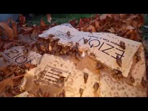 Yucky snail and slug Invasion!