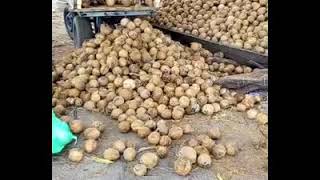 Lastin Coconut Market and Logistics Ltd