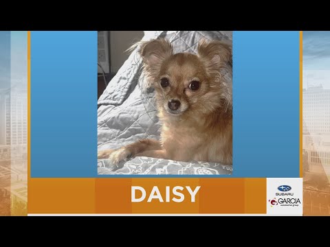 New Mexico Living Pet Pics October 9, 2025 - YouTube