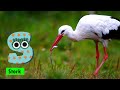 ABC Birds Song Fun Phonics For Kids Learn The Alphabet With Colorful Birds Abcd