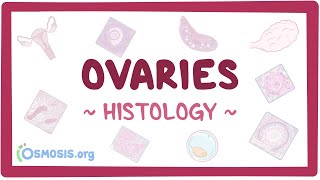 Ovaries: Histology