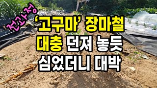 장마철 고구마 대충 던져 놓듯 심었더니 대박 (수확까지 재배 전과정)