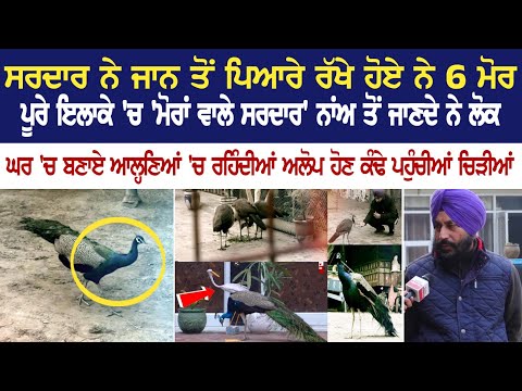 ਸਰਦਾਰ ਨੇ ਜਾਨ ਤੋਂ ਪਿਆਰੇ ਰੱਖੇ ਹੋਏ ਨੇ 6 ਮੋਰ, ਪੂਰੇ ਇਲਾਕੇ 'ਚ 'ਮੋਰਾਂ ਵਾਲੇ ਸਰਦਾਰ' ਨਾਂਅ ਤੋਂ ਜਾਣਦੇ ਨੇ ਲੋਕ