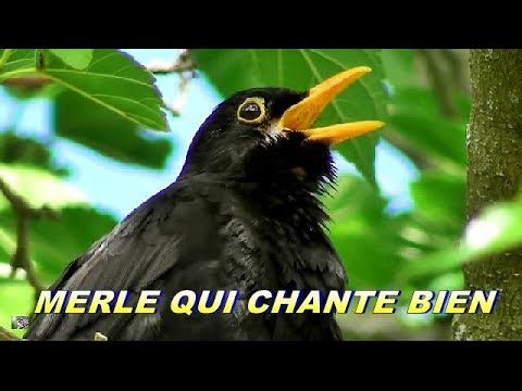 download lagu mp3 mp4 Chant Du Merle Noir Au Crpuscule, download lagu Chant Du Merle Noir Au Crpuscule gratis, unduh video klip Chant Du Merle Noir Au Crpuscule
