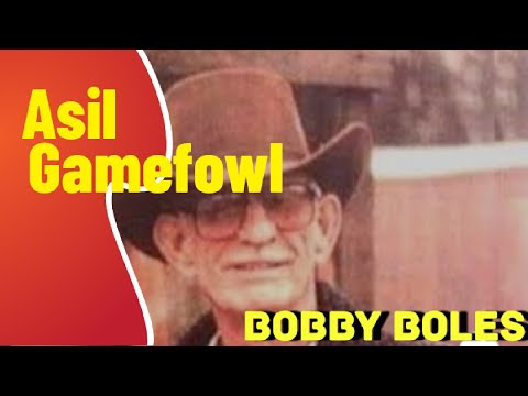 The Asil Gamefowl #gamefowl #manok #mr.sabungero83