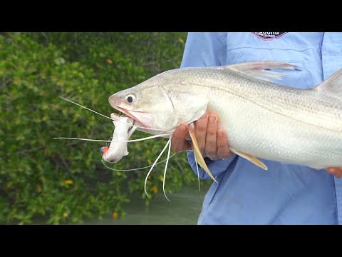 IFISH - Jacks, Threadies and Barra! *Catch and Cook**