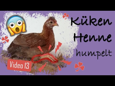Hühner 13 🐥🤒 Küken Henne krank, humpelt 😱 Was können wir tun? 💉 Quarantäne, Salbe, Pflaster...