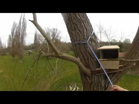 Putting up a Kestrel Nest Box