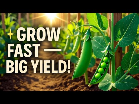 Grow Peas Like a Pro The Secret Timing Trick for Huge, Sweet Harvests!