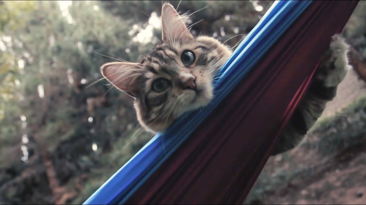 Sequoia Double Hammock // Daybreak video thumbnail