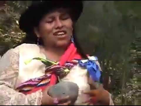 ALCANFORCITA DE HUAYANA Y GALANCITO DEL SUR CORAZON DE PIEDRA