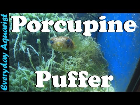 image-Do porcupine puffer fish have teeth?