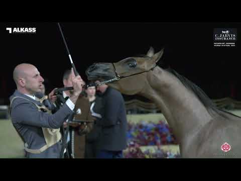 N 70 AJ RABI   Katara Int  Arabian Horse Festival 2023   Yearling Colts Class 4B