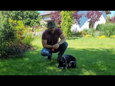 Episode 10 - Commands: sit, down, lie down, leg, turn - a short summary.