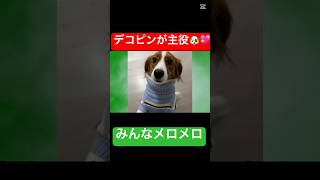 デコピンが主役🐶💖みんなメロメロ #デコピン #大谷翔平 #ドジャース #mlb#trending #shorts