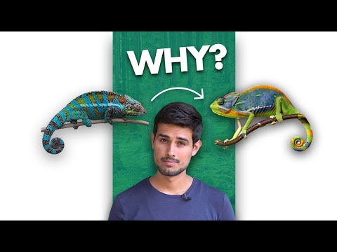 How Chameleons change Color?