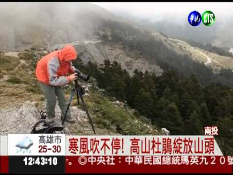 高山杜鵑盛開 合歡群峰美如畫