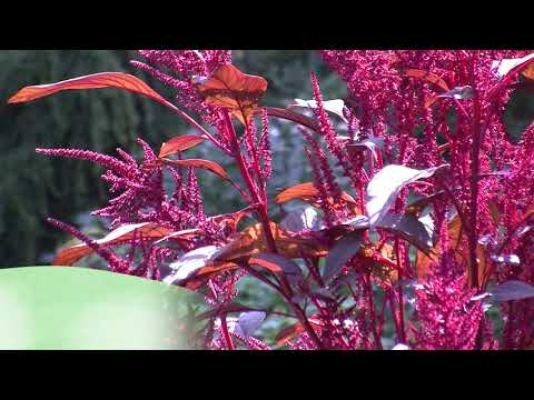 download lagu mp3 mp4 Amaranth Where To Buy Australia, download lagu Amaranth Where To Buy Australia gratis, unduh video klip Amaranth Where To Buy Australia