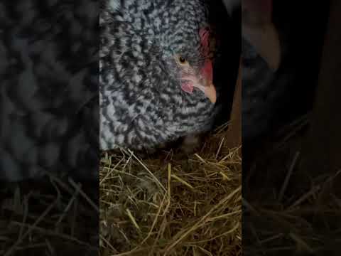Küken-Schlupf: Das erste Kücken ist da!