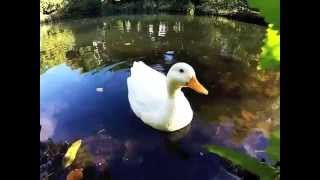 The Little White Duck