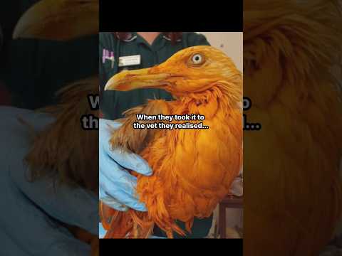 They Thought They Found An Exotic Bird #stories #truestory