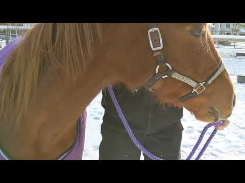 Haltering and Unhaltering for Volunteers at Unity Farm Sanctuary