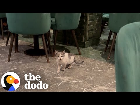 Stray Kitten Goes Home With Guy And He Meets The Love Of His Life | The Dodo