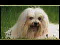 Bichón Maltés - MALTESE E BOLOGNESE trailer documentario-razze canine