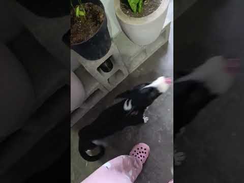 Las chatas llorando porque quieren Donas 😹 #dog #doglover #dogs #dogshorts #perros #perrosgraciosos