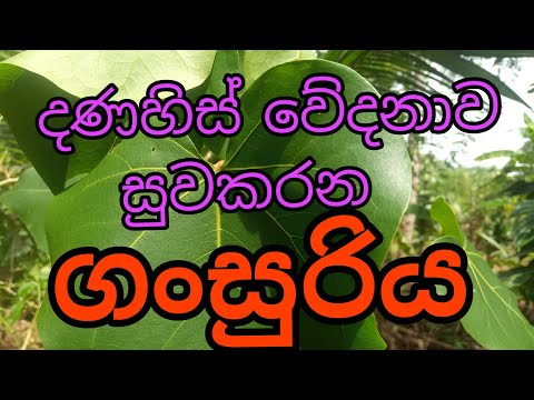 ගංසුරිය(Gansuriya) ශාකයේ විශ්මිත ගුණ😱😱😱
