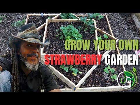 How To Maintain & Fertilize Strawberries for a Bountiful Harvest