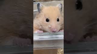 かまぼこさん♂「おやつまだかな？？」