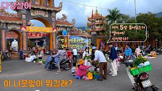 다낭 설 연휴, 오토바이 타고 돌아다니며 구경하기   #vietnam #다낭 #여행 #다낭살이 #브이로그