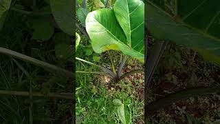 Download lagu #food #breakfast #arrow roots #nature mp3 Download lagu #food #breakfast #arrow roots #nature mp3