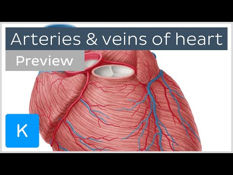Coronary arteries and cardiac veins (preview) - Human Anatomy | Kenhub