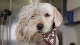 Homeless Dog Gets Makeover That Saves His Life! - Charlie