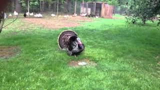 Horny Turkey!