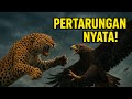 Elang Memburu Anak Macan Tutul Induk Macan Tutul Mati Matian Melindungi Anaknya Dari Elang
