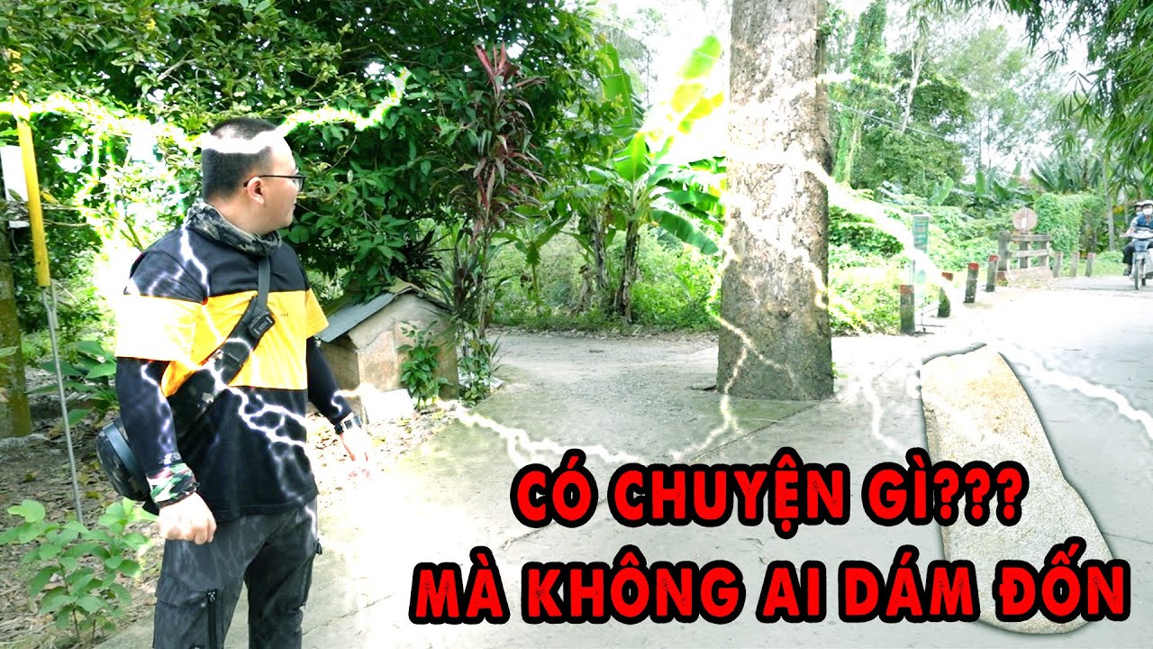Cây Dầu 100 năm Sét Đánh 3 lần vẫn Bất Tử