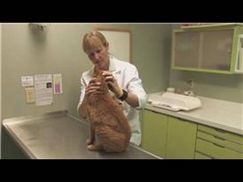 Cat Health & Care : How to Tell a Cat's Age - YouTube