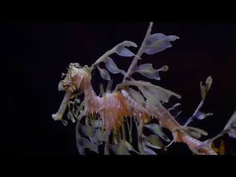 Gunther’s Grass - Tierra Del Fuego