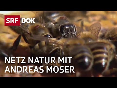 download lagu mp3 mp4 Bienen Und Natur, download lagu Bienen Und Natur gratis, unduh video klip Bienen Und Natur
