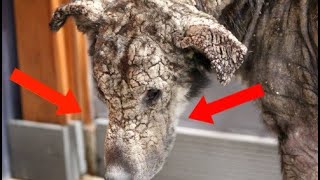 Окаменевшая дворняжка даже не думала, что ее жизнь может измениться…