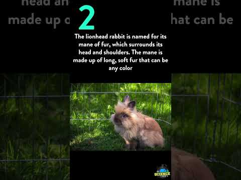 , title : '5 Facts About Lionhead Rabbits'