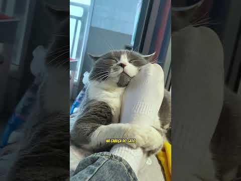 Seu gato faz isso? Então ele CONFIA em você