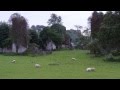 Mournful Mama Sheep