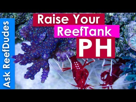 How to raise PH in a reef tank - PH explained and simplified AskReefDudes