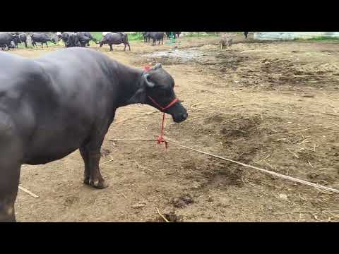 Murrah buffalo sale tamilnadu 9443077041