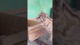 こどもの声が気になるツシマヤマネコ　#東山動物園